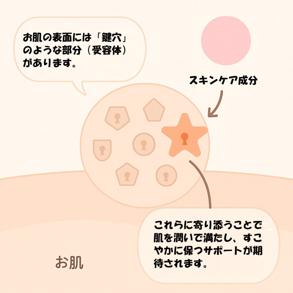 ステムセルコスメの働き